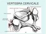 vertebra cervicale